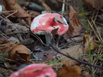 Vagevuurbos an Lippensgoed-Bulskampveld (Belgium)